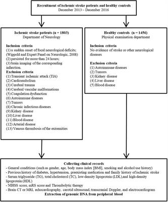 Genetic variation within the pri-let-7f-2 in the X chromosome predicting stroke risk in a Chinese Han population from Liaoning, China: From a case-control study to a new predictive nomogram